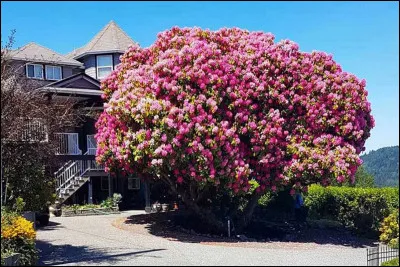 Qui chantait "J'aime pas les rhododendrons" ?