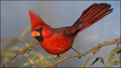 Quel cardinal fut le principal ministre du roi de 1624 à 1642 ?