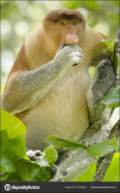 Le nasique, grand singe de Bornéo, a...