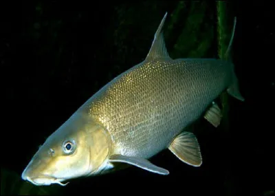 Lequel n'est pas un poisson de mer, mais d'eau douce ?