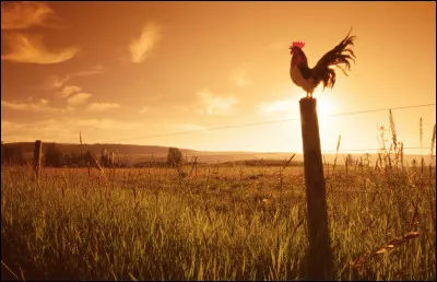 Matin pour ... ou bien matin pour ... - Pour ... ou pour ... !