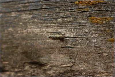 Tu viens de marcher sur un clou rouillé...