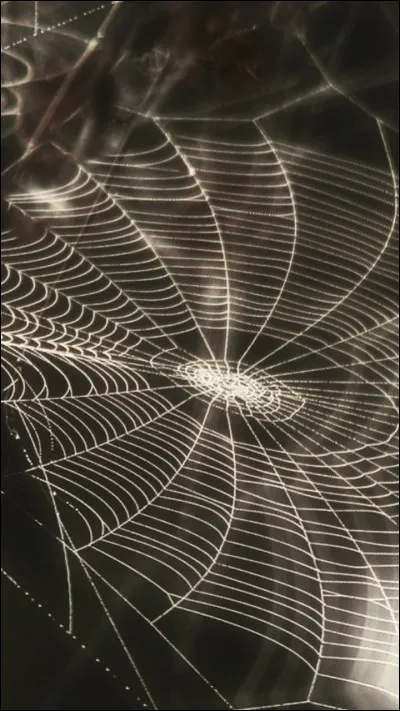 Tu vois une araignée sur la porte de ta chambre...