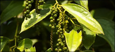 Le Vietnam est à ce jour le premier pays producteur et exportateur de poivre.
