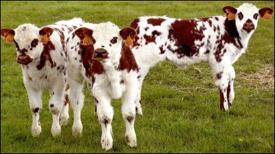 Par quel mot désigne-t-on l'élevage des veaux ?