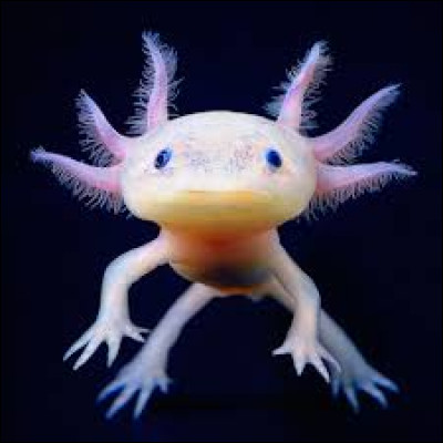 Quelle est la particularité de l'axolotl ?