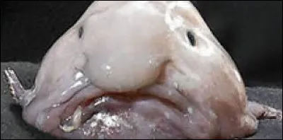 Le blobfish a été élu le poisson le plus moche au monde.