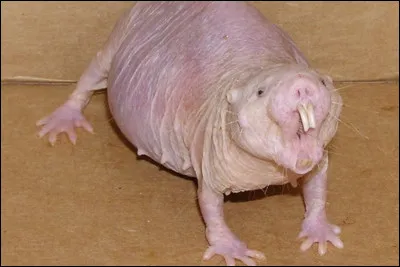 Quel est le nom de cet animal ?