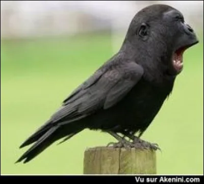 Quel nom d'animal n'existe pas ?