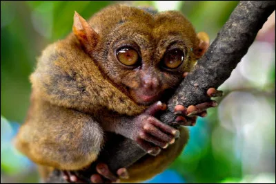 Quelle est la particularité du tarsier ?