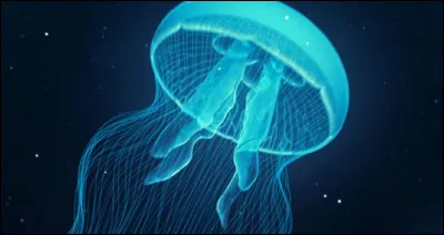 Comment nomme-t-on le corps des méduses ?