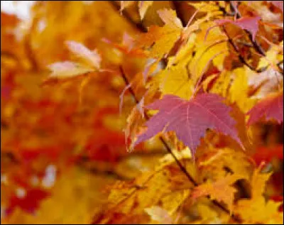 Le ... fera craquer les ... - La ... viendra dans sa robe ... - Il y aura des ... partout !