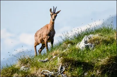 Quel est cet animal de montagne qu'on peut voir dans les Pyrénées ?