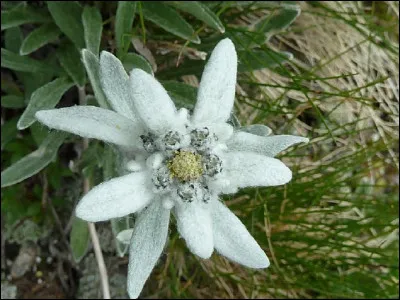 Fleur emblématique de montagne, quel est l'un des autres noms de l'edelweiss ?