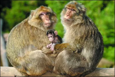 ''La montagne des singes'' est un parc animalier situé dans la commune de Kintzheim. Le nom de la commune devrait vous aider à trouver le département dans lequel il se trouve.