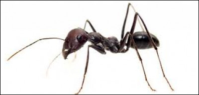 Les fourmis peuvent servir de points de suture