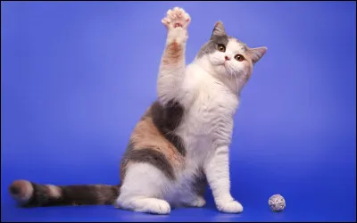 Qui accompagne Liz Taylor dans le film "La Chatte sur un toit brûlant" ?