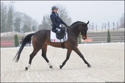 En concours de dressage il est imp&eacute;ratif d'avoir...