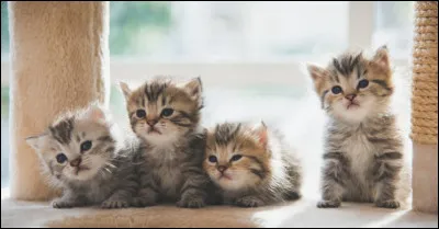 Est-ce que quelque part, tu te sens comme un chat ?