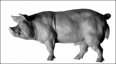 Dans quelle série voit-on Brenda Blethyn ?