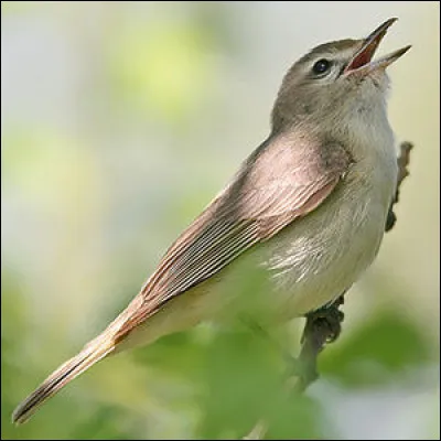 S'il est mélodieux, ce passereau appartenant à la famille des Vireonidae vit au Québec.