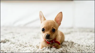 Donnez le nom de ses 2 chiens.