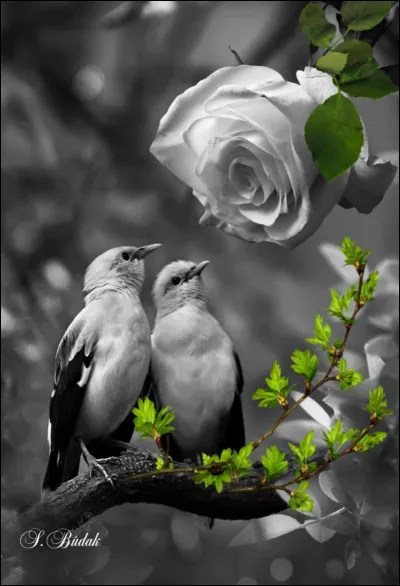 À quelle marque doit-on "Angel" ?