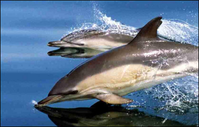 Le record de hauteur pour un dauphin est de quatre mètres.