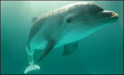 Quel est le record de taille d'un dauphin ?