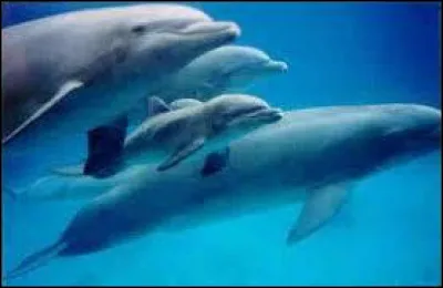 Il peut rester sous l'eau 40 minutes minimum.