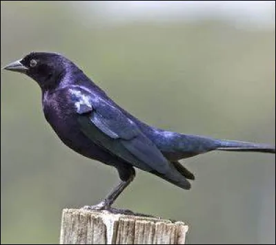 Je parasite le nid des autres oiseaux comme le coucou,
qui suis-je ?