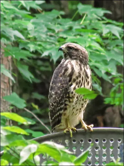 Mon nom vernaculaire est "mangé poulet" ou encore "malfini",
qui suis-je ?