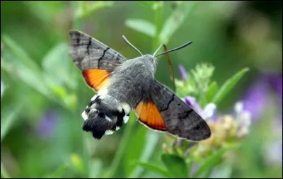 Quelle espèce n'est pas un oiseau ?