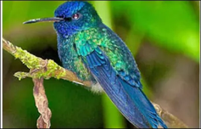Laquelle de ces espèces de colibri est endémique de Martinique ?
