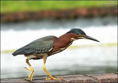 Je suis l'un des plus petits hérons, quel est mon nom ?