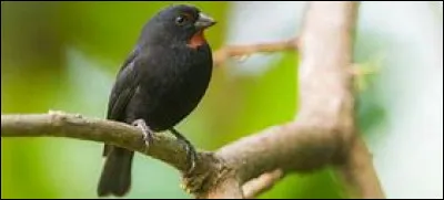 De quelle couleur est ma femelle ?
(ci-contre le mâle )