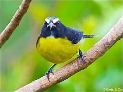 Quel est le plus petit de ces oiseaux ?