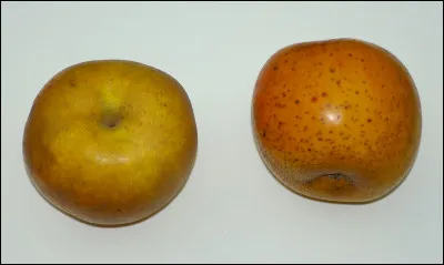 Monsieur du pont, c'est le...