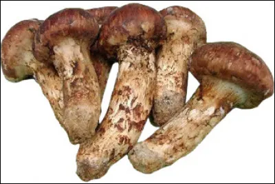 Le Matsutake est un champignon prisé des Japonais et dont le prix peut dépasser les 2000 dollars le kilo.
Mais savez-vous quelle est la variété de champignon la plus cultivée au monde ?