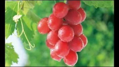 10 000 euros la grappe de raisins ! C'est le prix exorbitant payé par un Japonais pour acquérir une grappe de 700 g de raisins Ruby Roman, à la taille de balles de ping-pong.
Mais savez-vous quel est le plus grand producteur de raisins en Europe ?