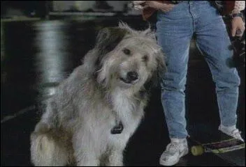 En 1985, le chien de Doc se nommait Einstein. Le samedi 12 novembre 1955, l'ancien chien de Doc se nommait