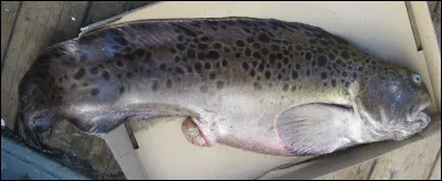 Un animal peut marmotter : lequel ?