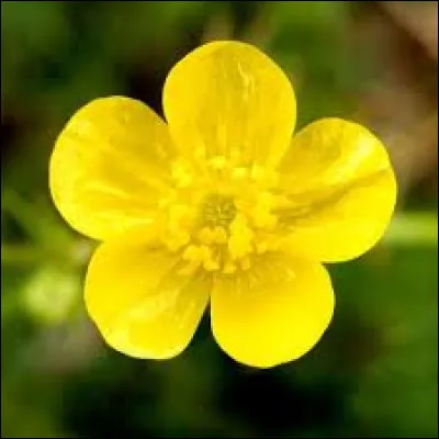 Comment s'appelle cette jolie fleur ?