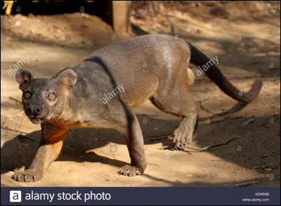 Combien de cm mesure la queue d'un fossa ?