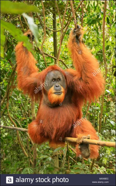 Combien reste-t-il d'orangs-outans de Sumatra dans le monde ?