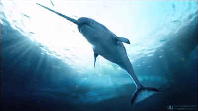 À quelle profondeur sous la mer vit un narval ?