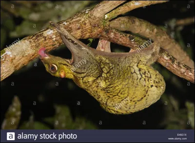Quel est le temps de gestation d'une femelle colugo ?
