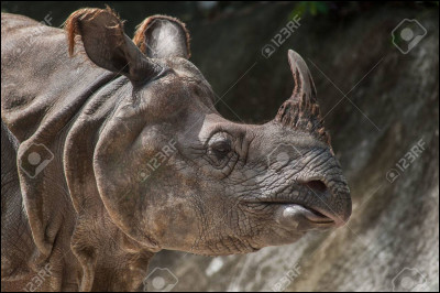 Dans quel milieu environnemental vivent les rhinocéros ?
(Plusieurs réponses possibles).