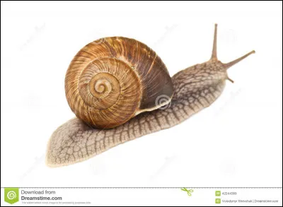 Quelle distance parcourt en général un escargot en une heure ?