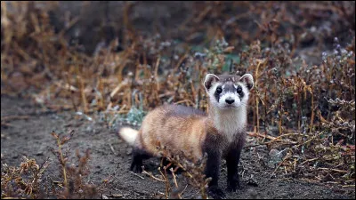 À combien de km/h va un putois à pied noir ?